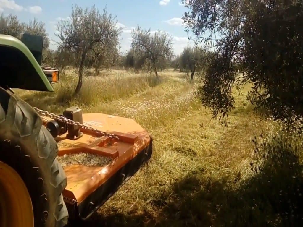 Rotary cutter in olive grove